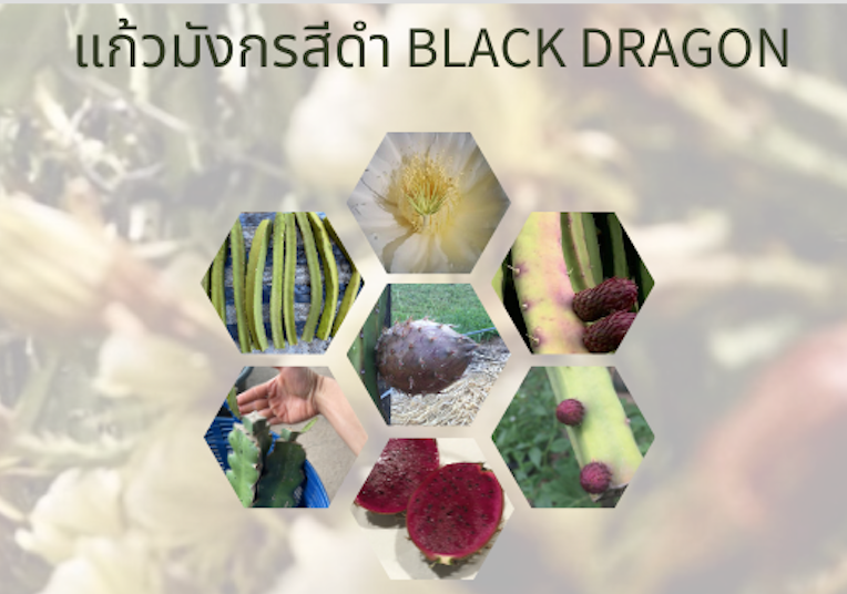 กิ่งพันธุ์แก้วมังกรสีดำ Black Dragon