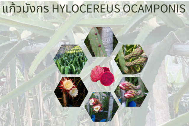 กิ่งพันธุ์แก้วมังกร Hylocereus Ocamponis