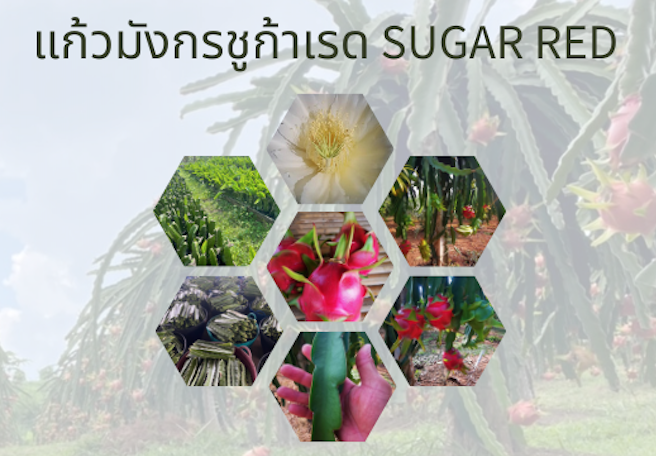 กิ่งพันธุ์แก้วมังกรชูก้าเรด หรือ แก้วมังกรแดงไร้หนาม Sugar Red Dragon fruit 