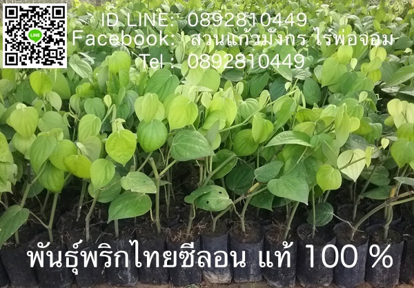 พันธุ์พริกไทยซีลอน แท้ 100% ราคา 20 บาท เท่านั้น จัดส่งทั่วประเทศ