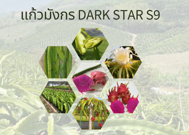กิ่งพันธุ์แก้วมังกร Dark Star S9 ( Dark Star Dragon Fruit )