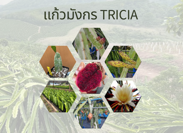 กิ่งพันธุ์แก้วมังกร Tricia