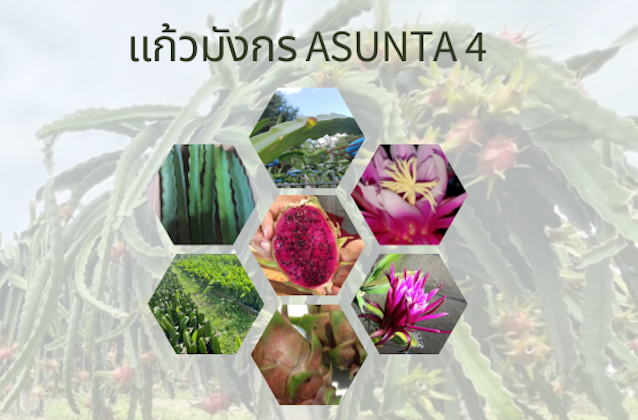 กิ่งพันธุ์แก้วมังกร Asunta 4