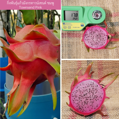 กิ่งพันธุ์แก้วมังกรทาวน์เซนด์ ชมพู Townsend Pink (Townsend Pink Dragon Fruit)