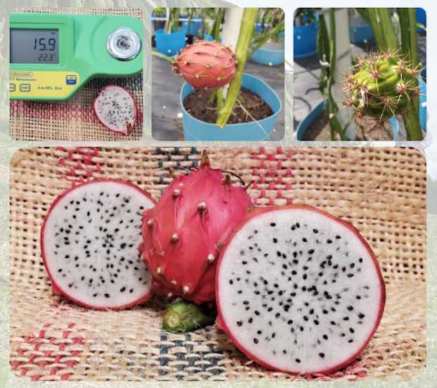 กิ่งพันธุ์แก้วมังกร Thick King ( Thick King dragon fruit)