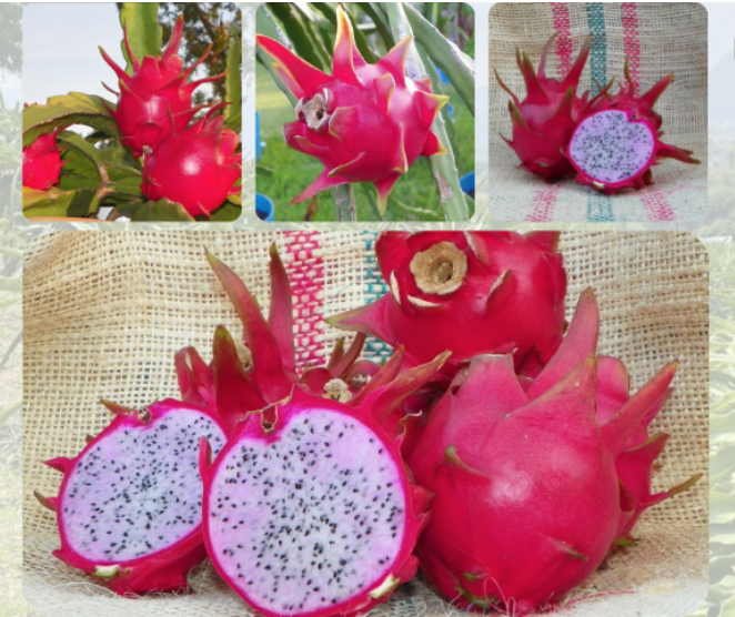 Delight Dragon Fruit แก้วมังกรดีไลท์สีชมพู Delight