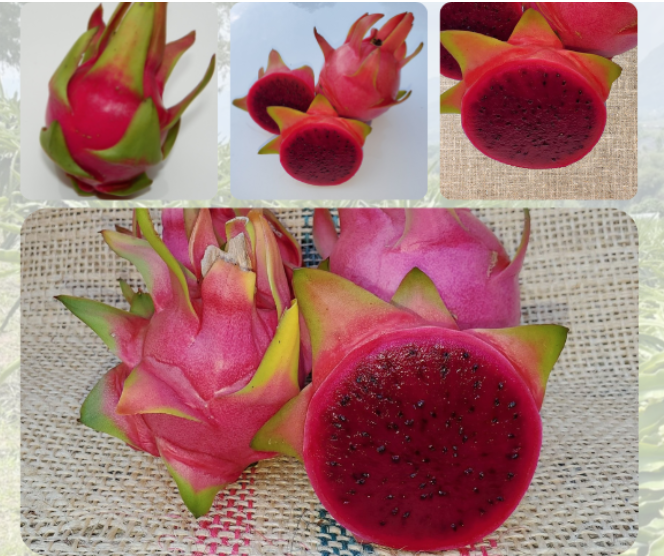 แก้วมังกรแดงตุรกี Sin Espinas Dragon Fruit