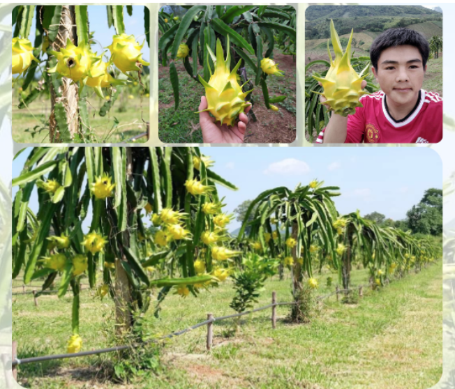 Israel Yellow Dragon Fruit แก้วมังกรเหลืองอิสราเอล